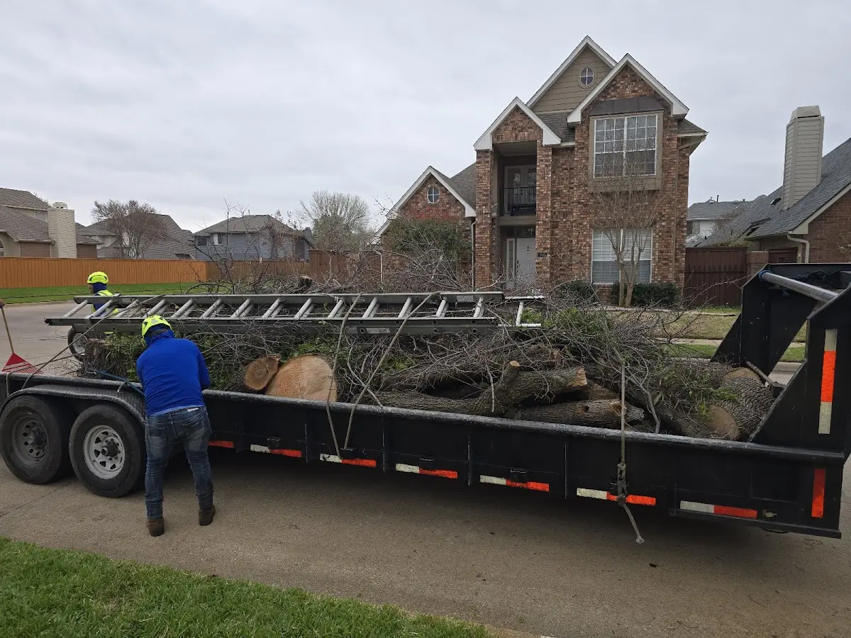 Expert Tree Removal with proper safety equipment in Houston
